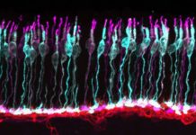 Accelerating translational eye research