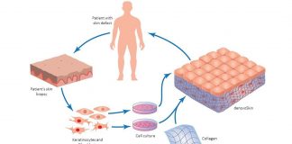 The production process|Skin|skin