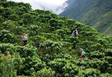 World Coffee Research: the future of coffee