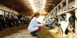 food safety standards in agriculture