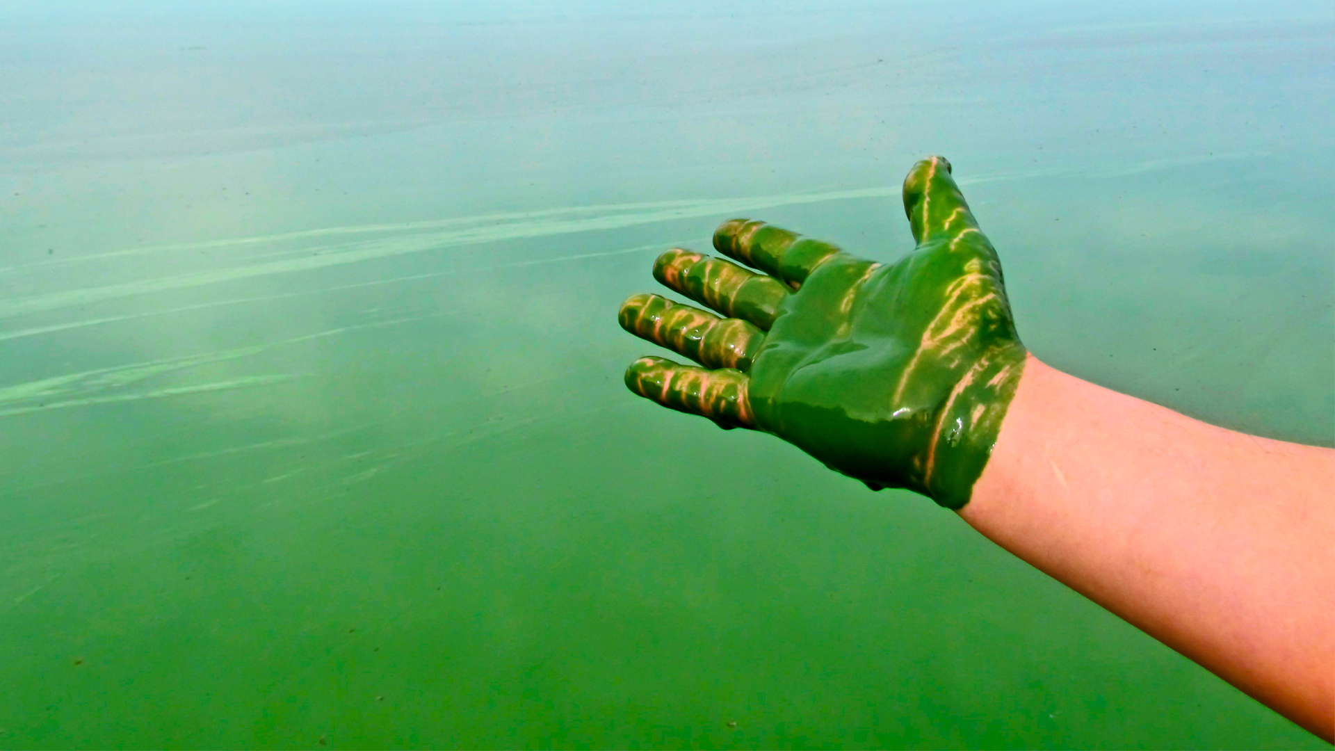 Researchers have discovered that blue-green algae can produce oil