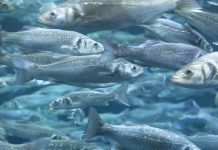 sustainable fish farming