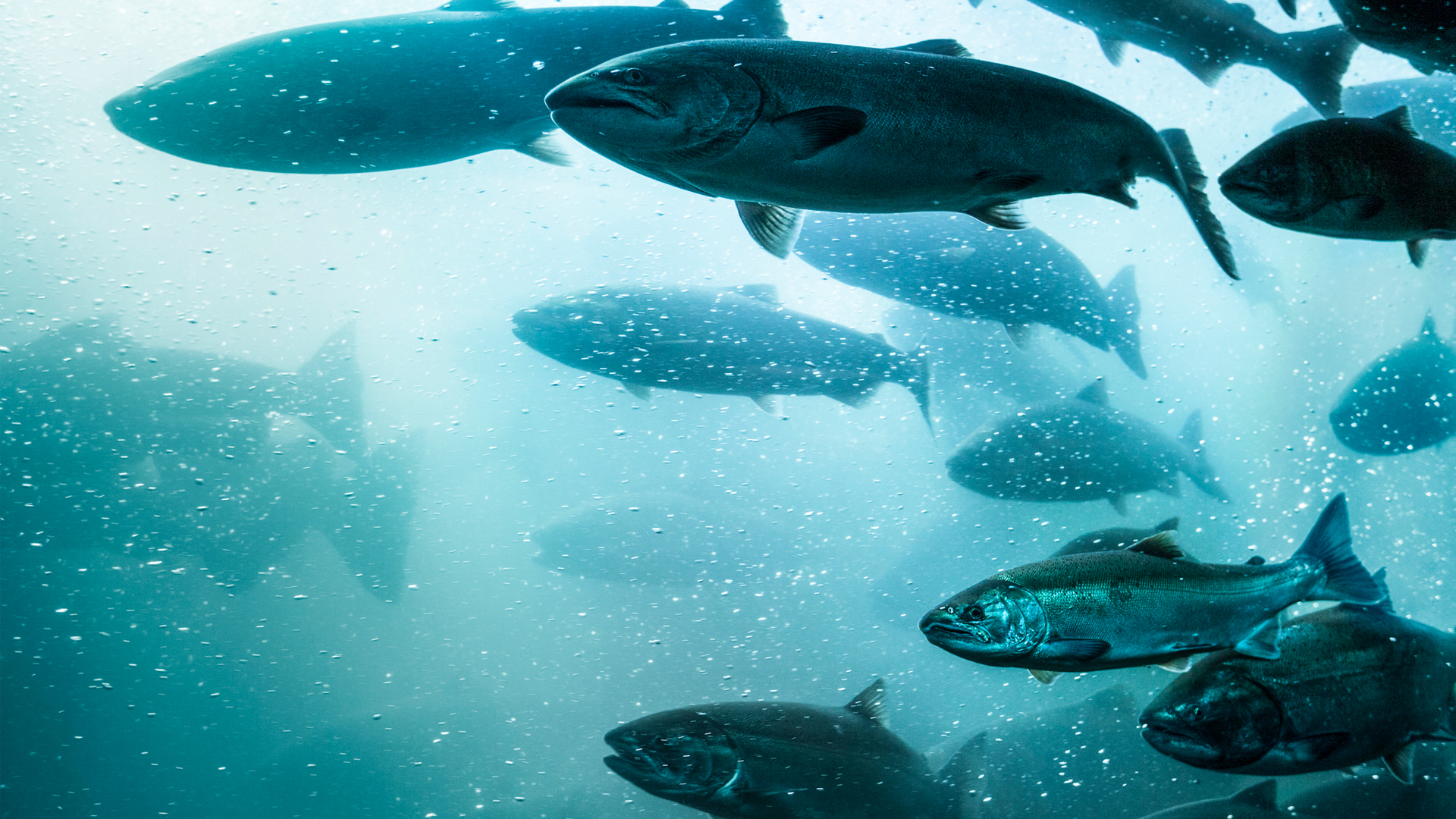 The Future of Fish Farming: AI-Driven Health Monitoring Techniques -  Gain2020 - AI & aquaculture