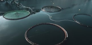 Optimeering Aqua: using digital tools to optimise aquaculture