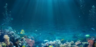 Fossil fuel emissions may be skewing data from marine ecosystems