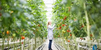 Using plant probes to enhance sustainable farming