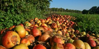 Reducing food waste with $15m grant from the National Science Foundation