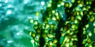 Groundbreaking technique boosts artificial photosynthesis