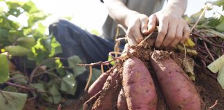 Fostering sustainable agriculture in Europe