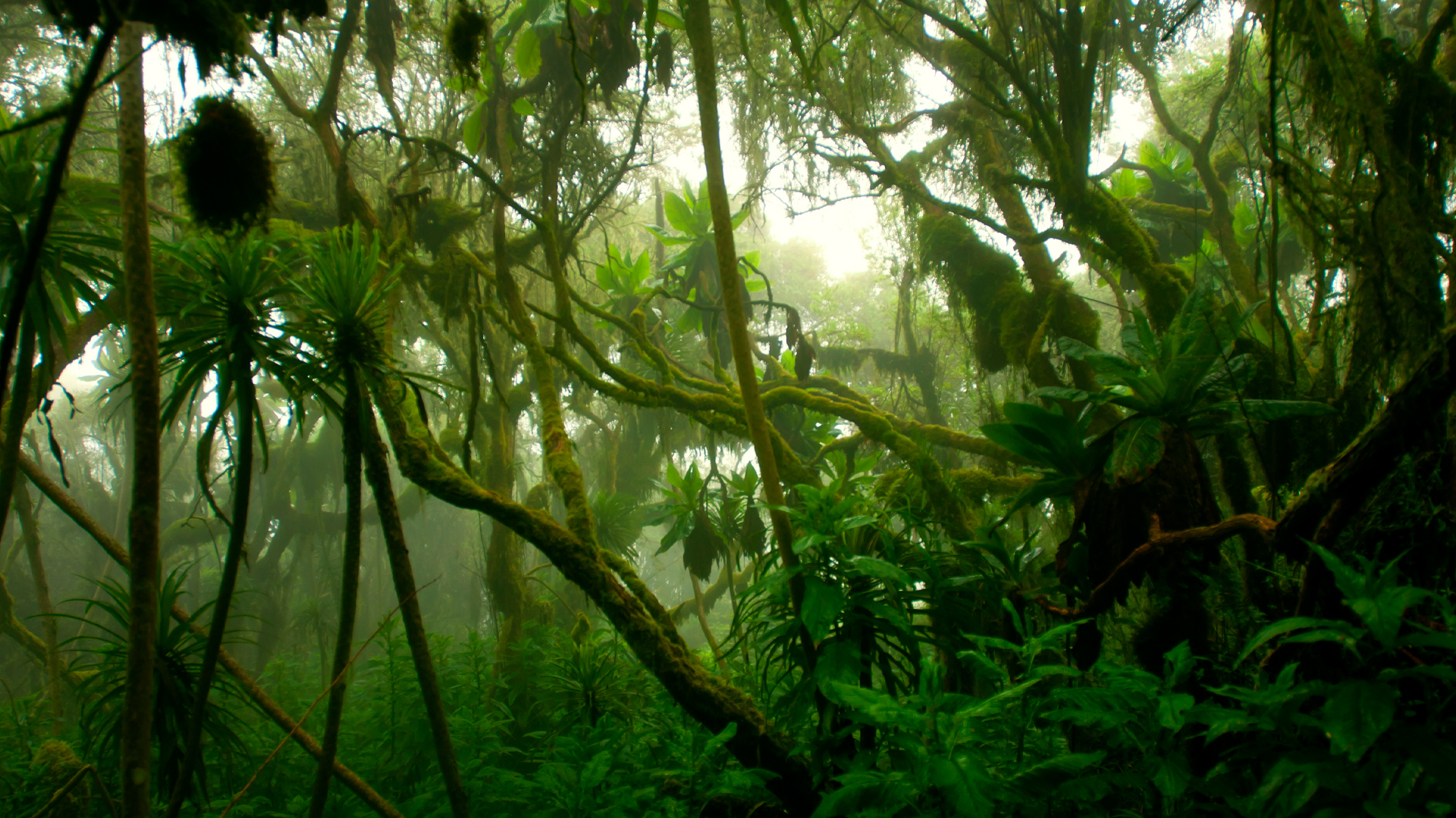 protecting-biodiversity-in-rainforests-with-global-competition