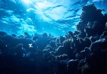 deep sea mining for rare earth elements