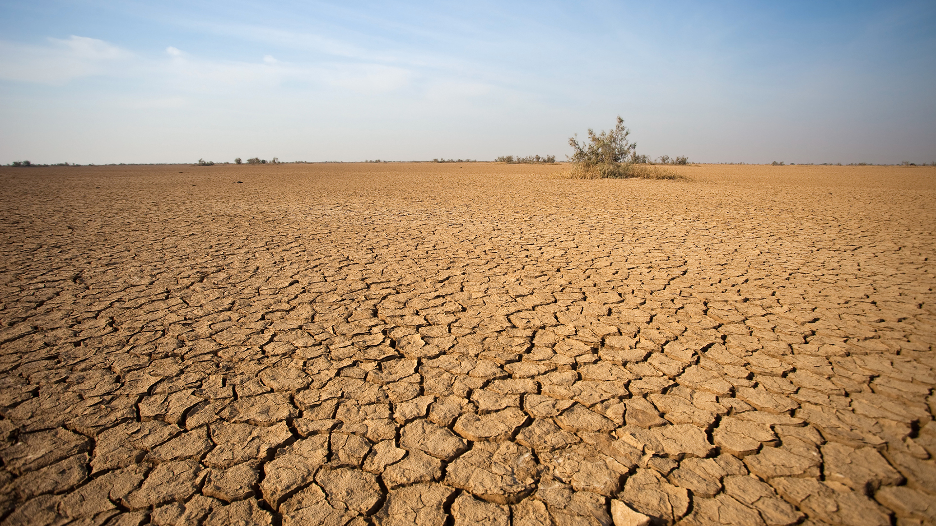 effects of drought on plants