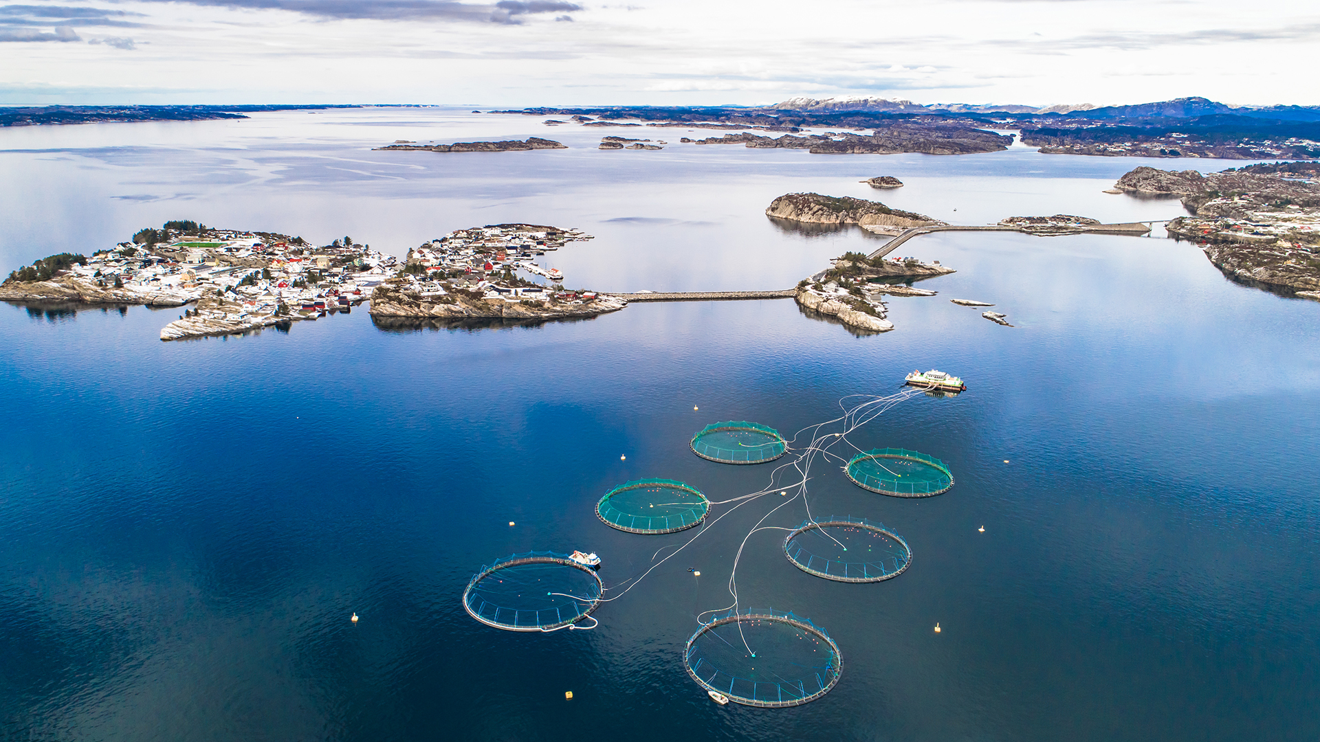 Hvordan vil Norges 40% havbruksavgift påvirke næringen?