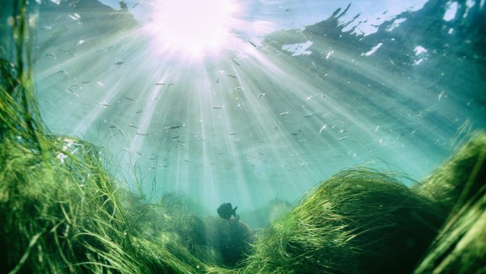 marine deep ocean plants