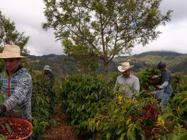 genetic biodiversity, food security, central america