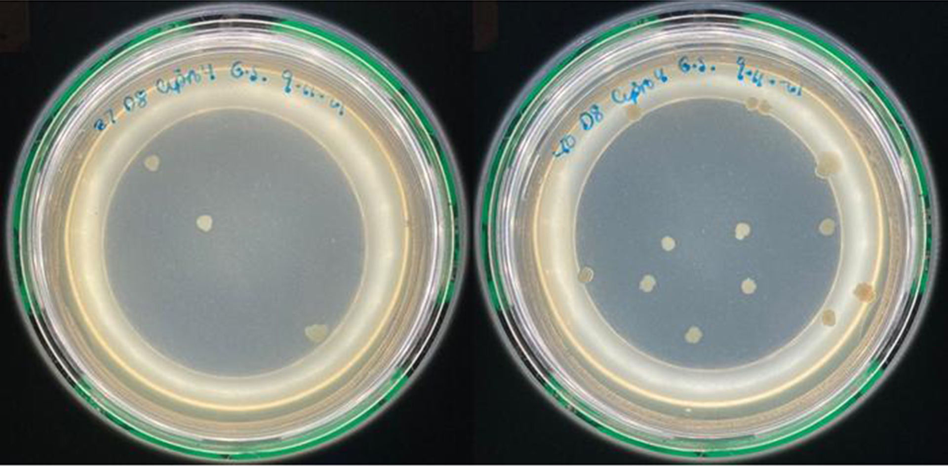 Controlling body temperature to fight antibiotic resistance