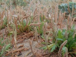 coastal plants, environmental stressors