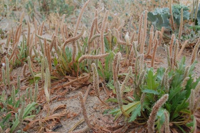 coastal plants, environmental stressors