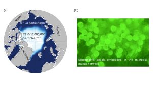 microplastics in arctic sea ice