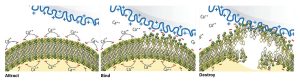 antimicrobial technologies