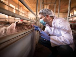 How the livestock sector can tackle AMR for a sustainable farming future