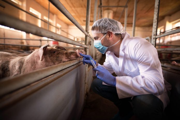 How the livestock sector can tackle AMR for a sustainable farming future