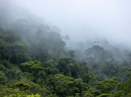 Study unveils role of cloud condensation nuclei in Amazon rainfall dynamics