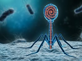 phage therapy