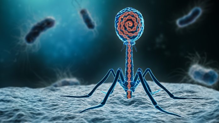 phage therapy