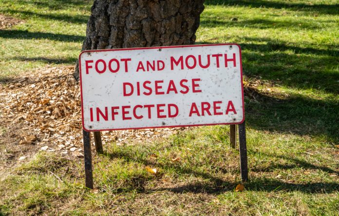 foot and mouth disease