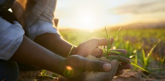 Phages in agriculture: Revolutionising crop protection without harmful chemicals