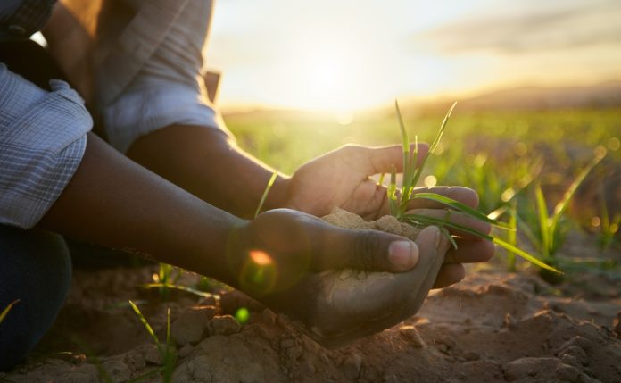 Phages in agriculture: Revolutionising crop protection without harmful chemicals