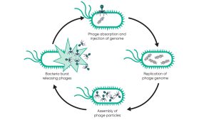 Bacteriophage